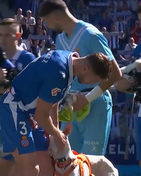 This is great. Espanyol players brought abandoned dogs onto the pitch to help them find homes