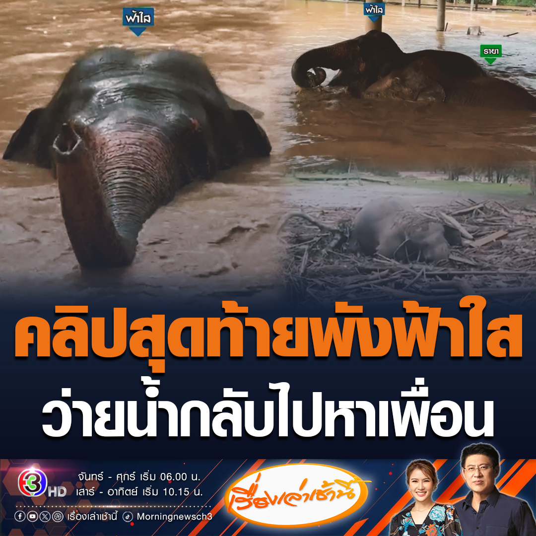 #เรื่องเล่าเช้านี้ เปิดคลิปสุดท้าย พังฟ้าใสเดินฝ่าน้ำมาถึงประตูทางออกแล้ว แต่ได้ยินเสียงเพื่อน จึงกลับเข้าไปในปางช้างอีกรอบ จนถูกกระแสน้ำพัด #ข่าวช่อง3 #ข่าวสังคม #น้ำท่วมเชียงใหม่ #ปางช้าง