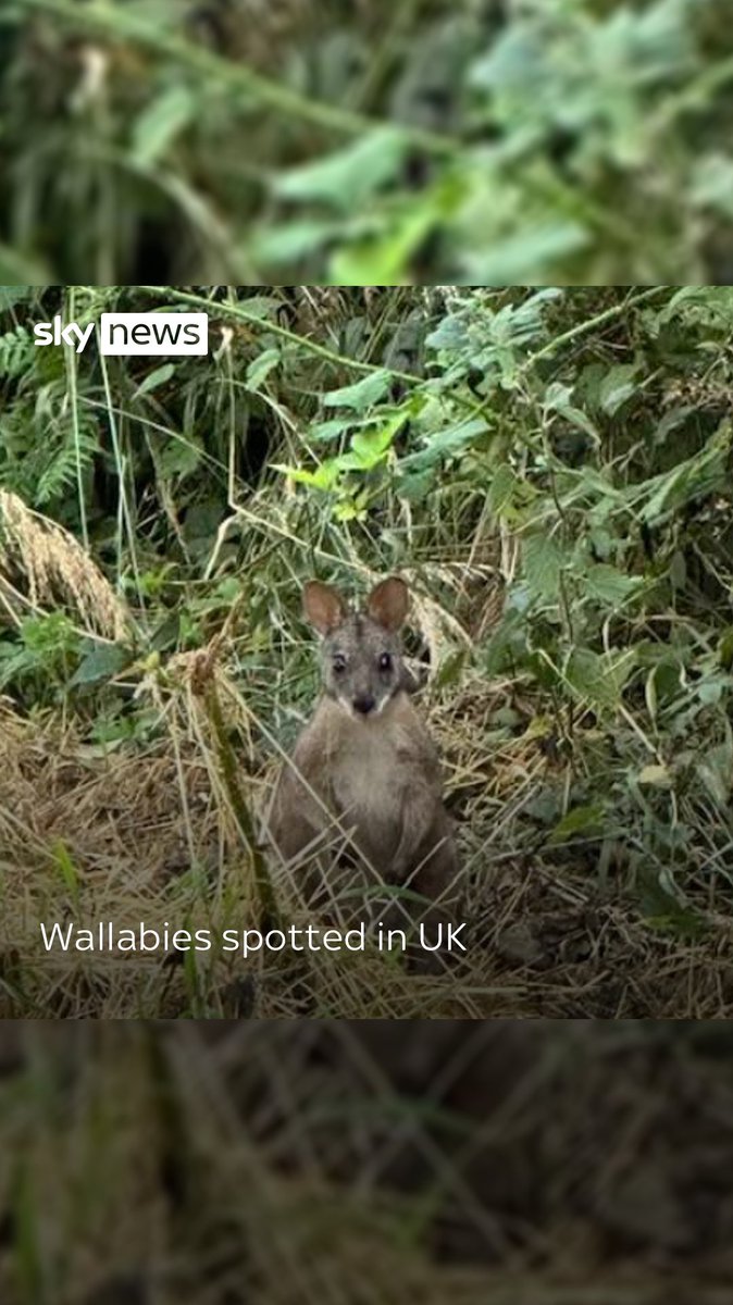 A number of residents in Nottinghamshire have spotted wallabies roaming around the countryside in the past months. Over the summer, multiple reports of the kangaroo-like marsupial were made in Southwell and Calverton.