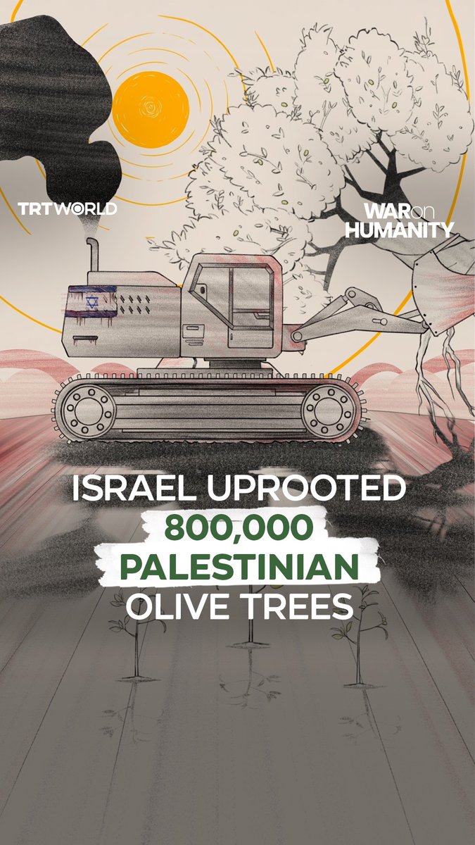 Since 1967, more than 800,000 olive trees, many of them centuries-old, have been illegally uprooted by Israeli authorities and settlers in the occupied Palestinian territories. Today, olive trees have become a symbol of Palestinian resistance #WARonHUMANITY