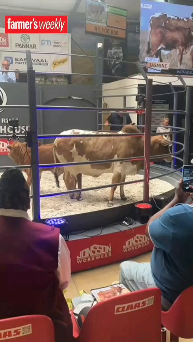 Boran cow 'Jasmine' BH 18 545 and calf 'Jozini' BH 24 273 were sold for an impressive R2,5 million at the Hurwitz Farming Boran Summer Sale.