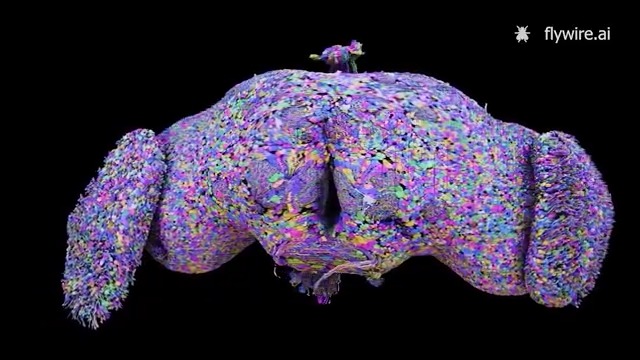 Researchers have created a complete wiring diagram, or connectome, of the brain of a widely used model organism, the fruit fly Drosophila melanogaster. Learn more in the latest News from Science at a glance: