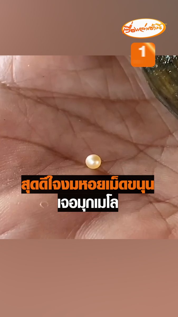 นางจำปี และ ด.ช.บุญฤทธิ์ โพธิ์จันทร์ อายุ 14 ปี สองแม่ลูก นำไข่มุกเมโลขนาดเล็ก ขนาดเท่าเม็ดพริกไทย ลักษณะไข่มุกมีสีส้มแกมชมพูสวยงาม ออกมาให้ผู้สื่อข่าวดู หลังลูกไปงมหอยบริเวณคลองหน้าบ้าน เพื่อเอาขึ้นมาให้แม่ทำกับข้าว #เรื่องเล่าเช้านี้ #ข่าวช่อง3 #ข่าวภูมิภาค