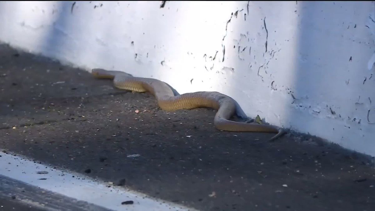 Meanwhile, while racing in Australia...🐍 🎥 Fox Motorsport #RedBullAmpol #Bathurst1000