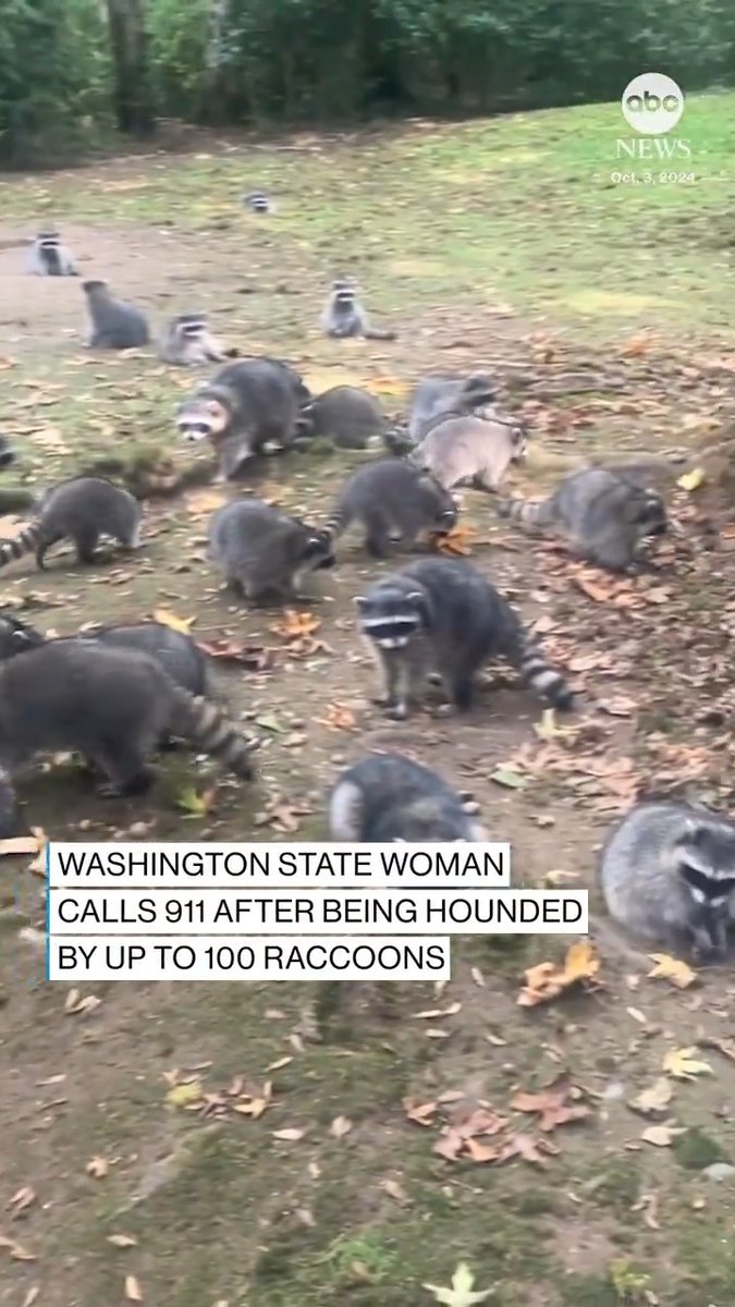 A woman who had been feeding raccoons for decades ended up with what authorities called "a nuisance problem ... of her own making" after she was forced to flee her property when almost 100 of the hungry critters descended upon her yard. Read more: