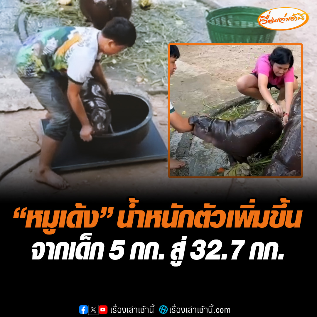 สัตวแพทย์สวนสัตว์เปิดเขาเขียว เข้าตรวจสุขภาพ “หมูเด้ง” ในวัย 3 เดือน พบร่างกายแข็งแรง สูงขึ้น น้ำหนักตัวเพิ่มขึ้นจาก 5 กก. เป็น 32.7 กก. เฉลี่ยเพิ่มวันละ 300 กรัม #เรื่องเล่าเช้านี้ #ข่าวช่อง3 #หมูเด้ง
