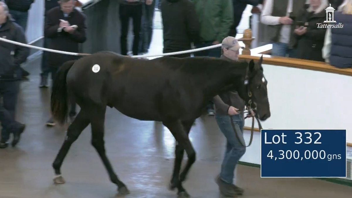 Record price for a yearling colt in Europe. Amo Racing buys Lodge Park Stud's Wootton Bassett colt for 4,300,000gns at #TattsOctober Book 1, out of a Galileo own sister to the Oaks winner Was and from the further family of multiple Gr.1 winner New Approach.