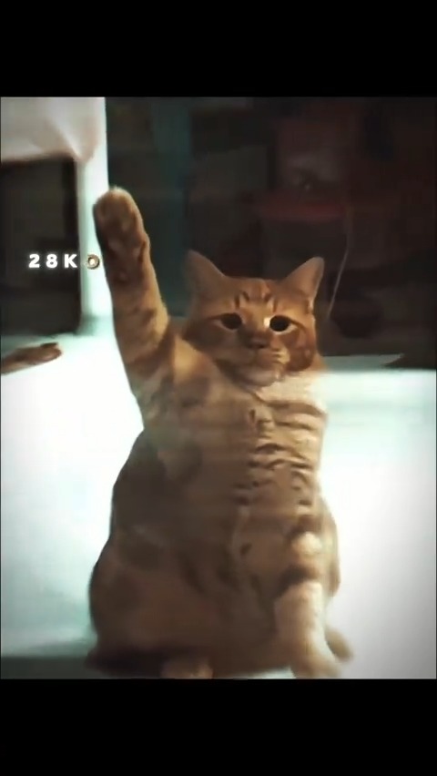 😼 Kitler on TikTok is going viral.