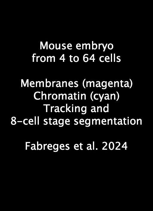 The desynchronization of cell divisions in early mammalian embryos—once seen as a random process—instead plays a crucial role in ensuring robust development, shedding light on how embryos maintain precision despite biological noise, researchers report in Science.