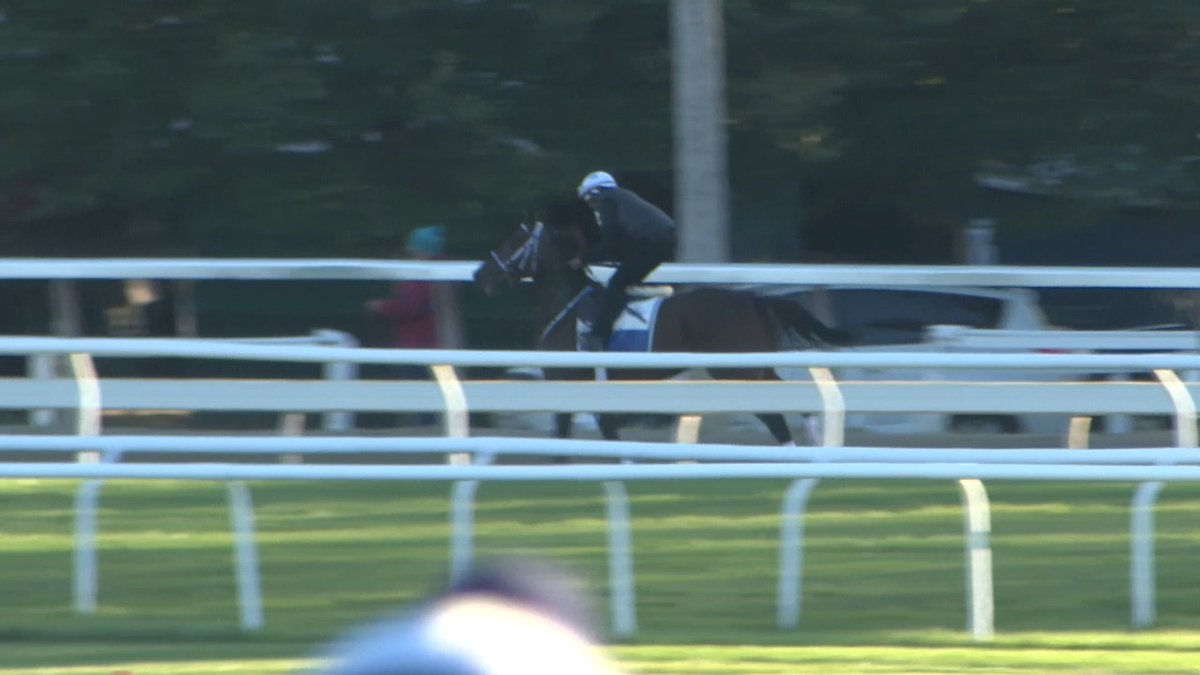 ⚠️ 👀 Watch THORPEDO ANNA work in New York this morning in preparation for the Breeders' Cup Distaff. The Kenny McPeek trainee has won four Grade 1 races this year!