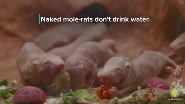 🦷 A naked mole-rat can move each of its large incisor teeth separately—like a pair of chopsticks. Most of the time, they use their teeth to dig underground tunnels (their hairy mouths prevent them from swallowing dirt). But, they can also use them to fight + injure opponents.