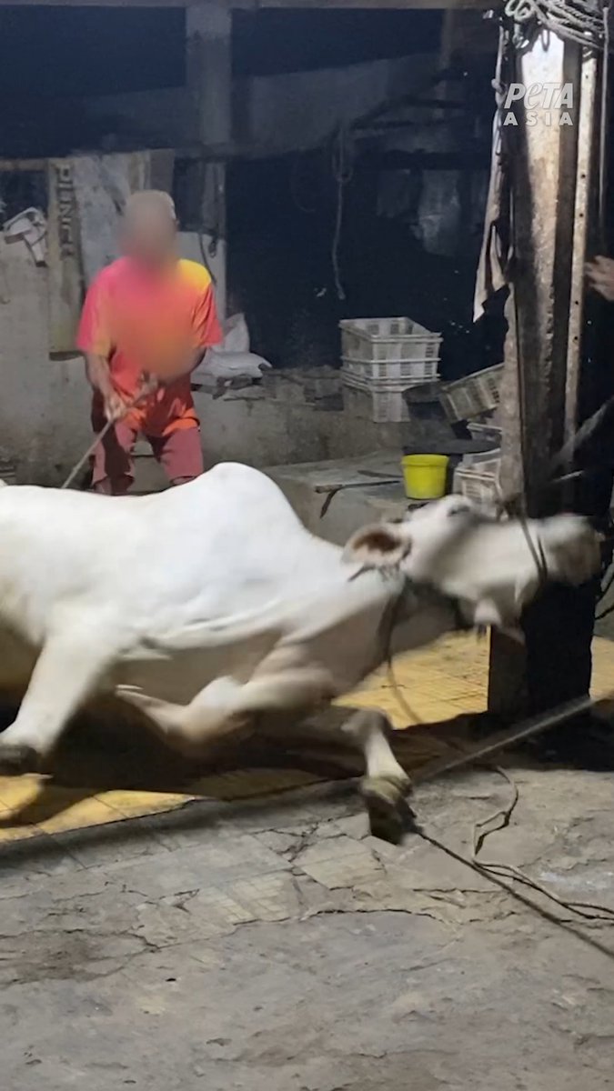 Her eyes tell a story we can’t ignore 💔 Leather is a life cut short, not a byproduct.