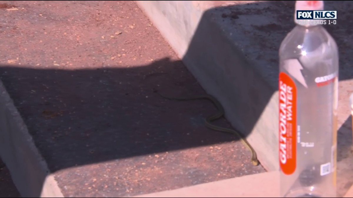 THERE WAS A SNAKE IN THE DODGERS DUGOUT 😱