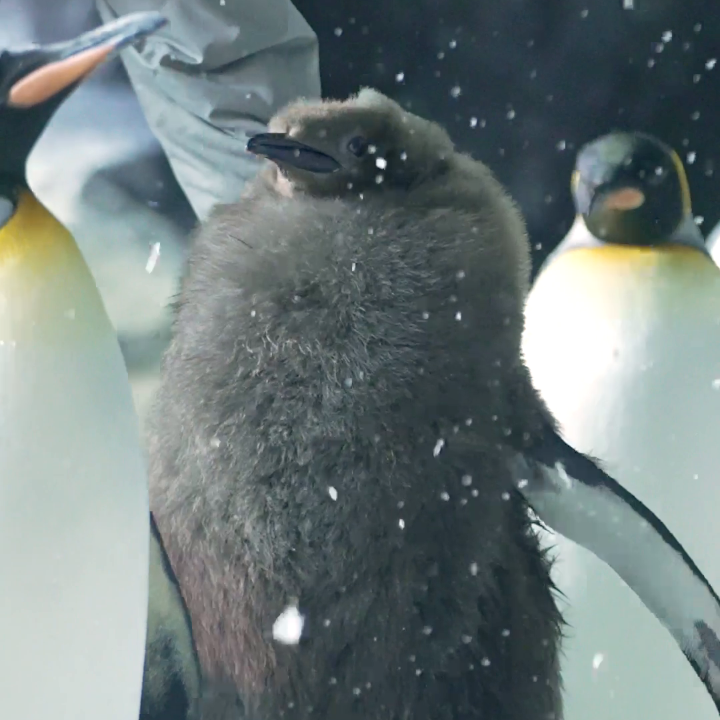 Meet Atlas, one of the 6-month-old king penguin chicks at SeaWorld Orlando 🐧👋 Make sure to stop by the Antarctica Realm to see Atlas while he still has his down feathers!
