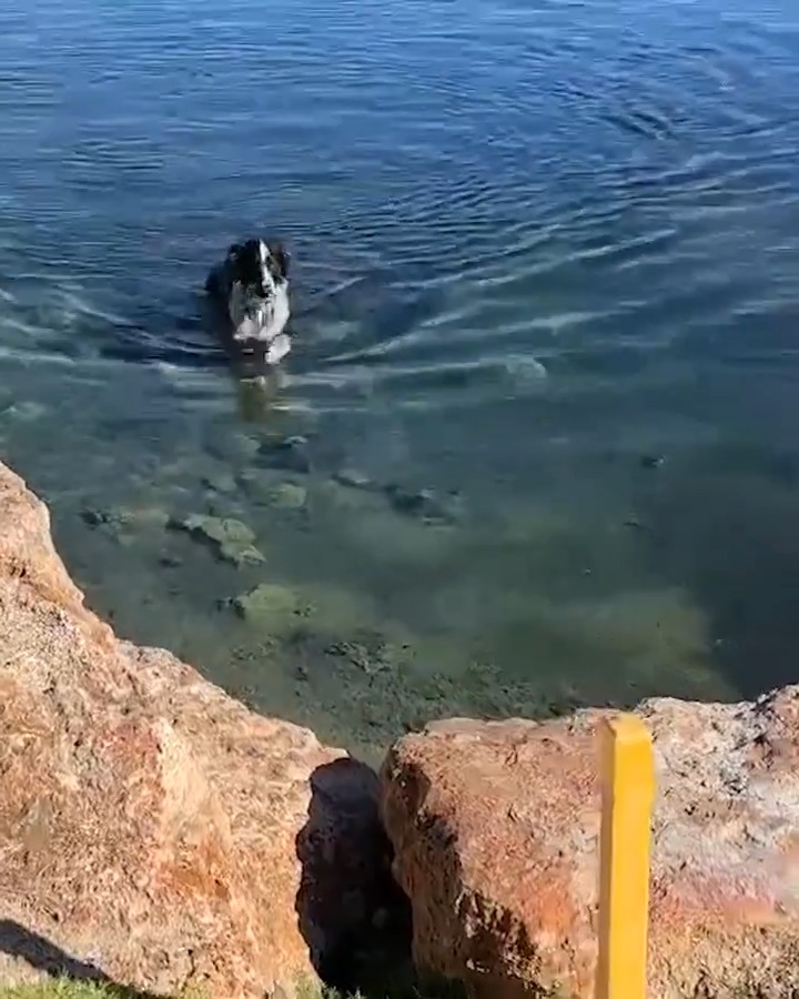 Just can't escape the pup-arazzi 🐶 Course dog Finley had to cool off in the Vegas heat @ShrinersOpen.