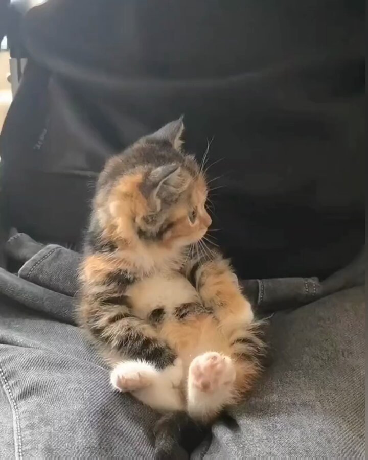 How can someone not love these creatures ❤