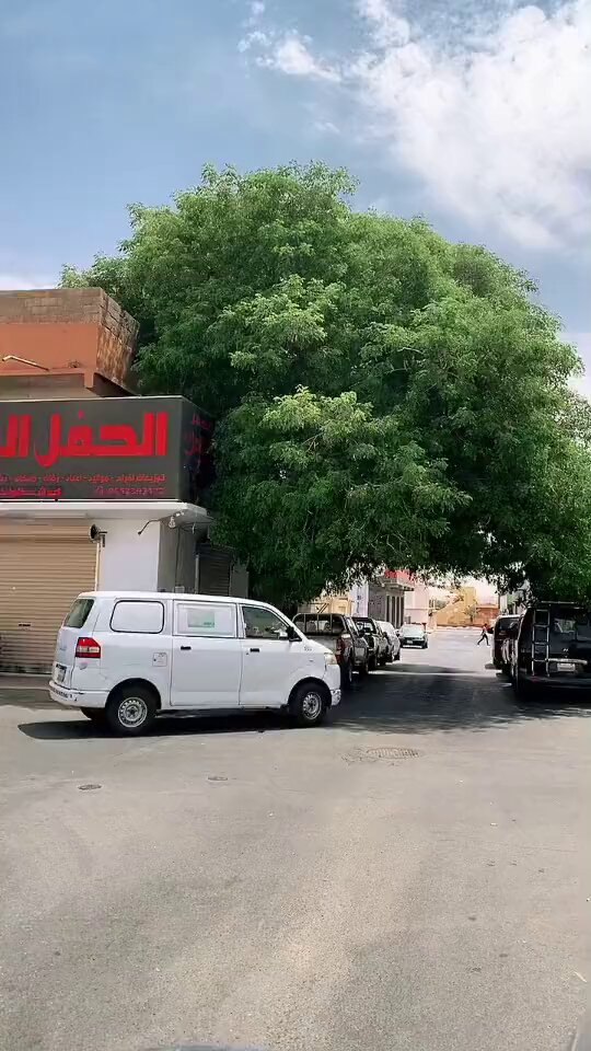 تماشياً مع برامج ازالة التشوه البصري من مظلات وسواتر وبايكات وغيرها .. اليكم البديل الطبيعي المناسب لبيئتنا انصح بزراعتها أمام المنازل متحملة ظليلة رائعة وليست من الاشجار النفضية وسريعة النمو والأروع من ذلك أن لها رائحة جميلة حينما تُزهر - الجوف