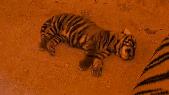 FIRST LOOK 👀 Meet two-week old, Bakso, the newest Sumatran tiger cub at Disney’s Animal Kingdom 🐯