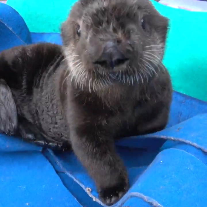 Happy birthday Lincoln! The 👑 of Sea Pups is 7 today