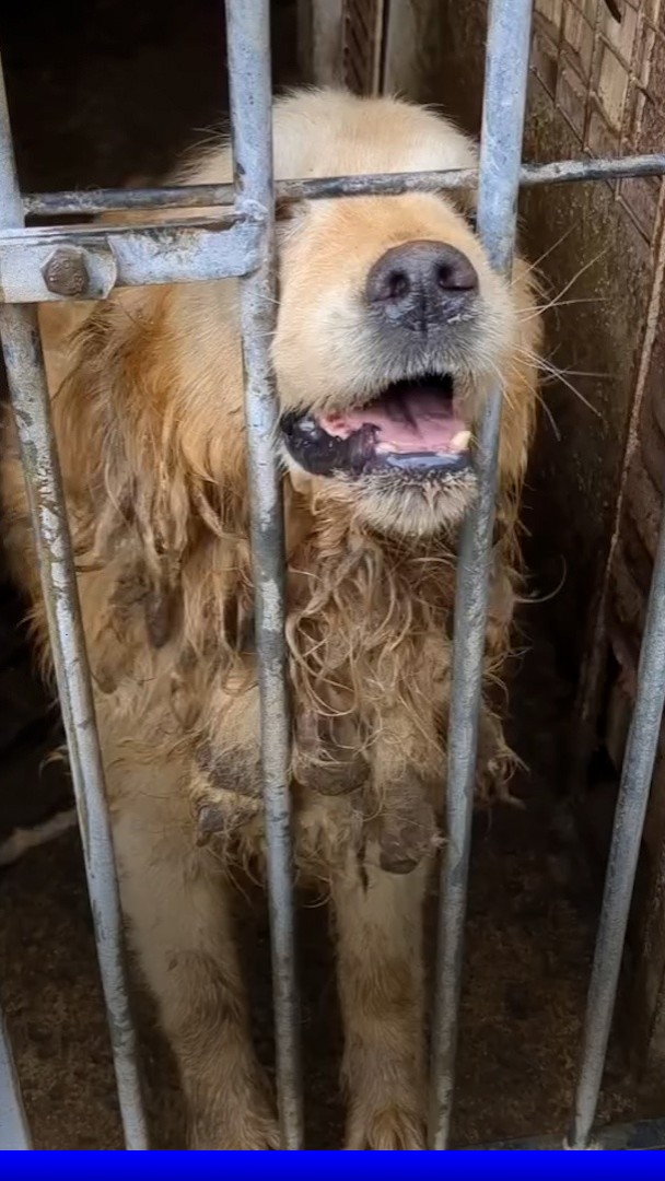 Morbihan: 72 chiens amaigris ont été retrouvés dans un élevage à l'abandon