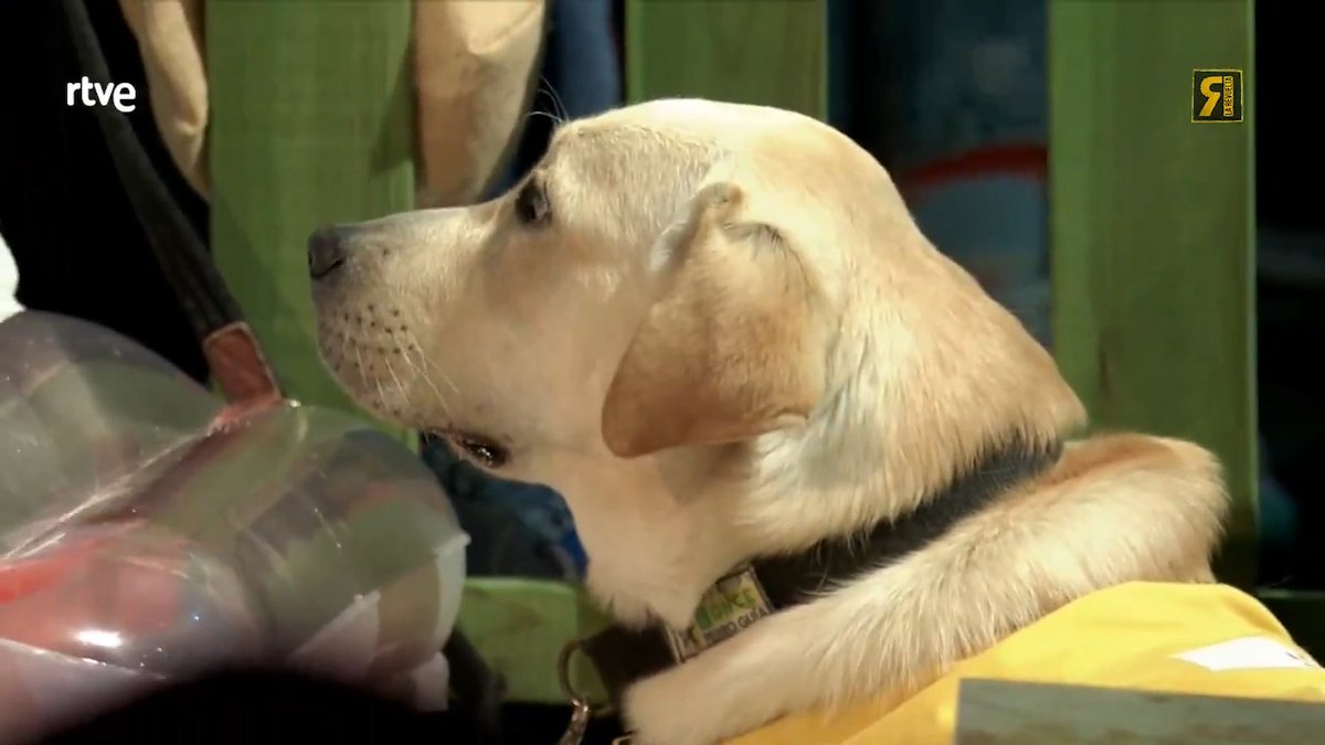No hace falta más temporada, este es el VIP más querido de La Revuelta. #LaRevuelta 🐶