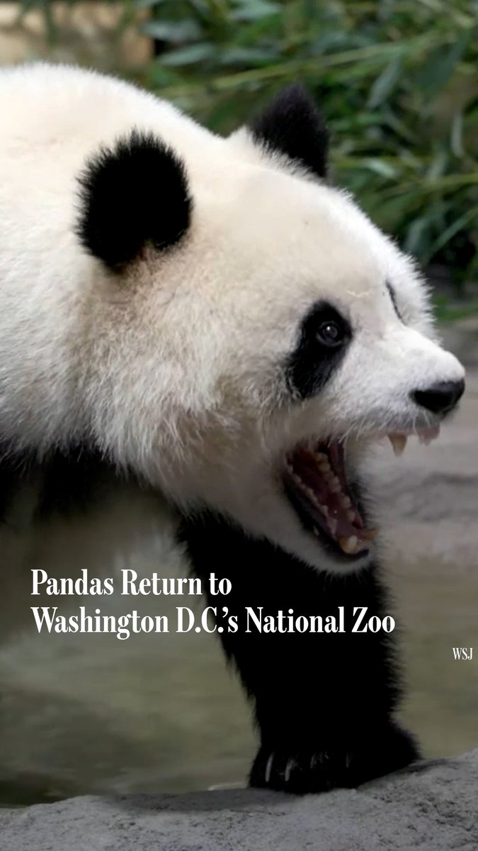 The Smithsonian National Zoo in Washington, D.C., welcomed a new pair of giant panda bears named Bao Li and Qing Bao, the AP reported. It comes 11 months after the zoo sent its 3 pandas back to China after a deal with the country expired.