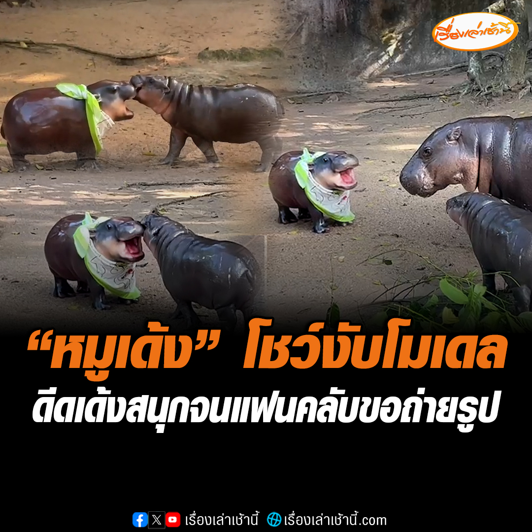 หมูเด้งโชว์เล่นกับตัวโมเดลฝาแฝด วิ่งไล่งับสนุกสนานเหมือนได้เพื่อนใหม่ ขณะแฟนคลับยังคงเยี่ยมชมแน่น ร้องขออุ้มโมเดลหมูเด้ง #เรื่องเล่าเช้านี้ #ข่าวช่อง3 #สวนสัตว์เปิดเขาเขียว #หมูเด้ง