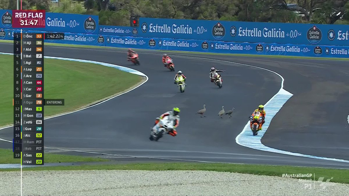 Well, traditions ๐ These birds DO LOVE #Moto2 and they've just caused a red flag ๐ด #AustralianGP ๐ฆ๐บ