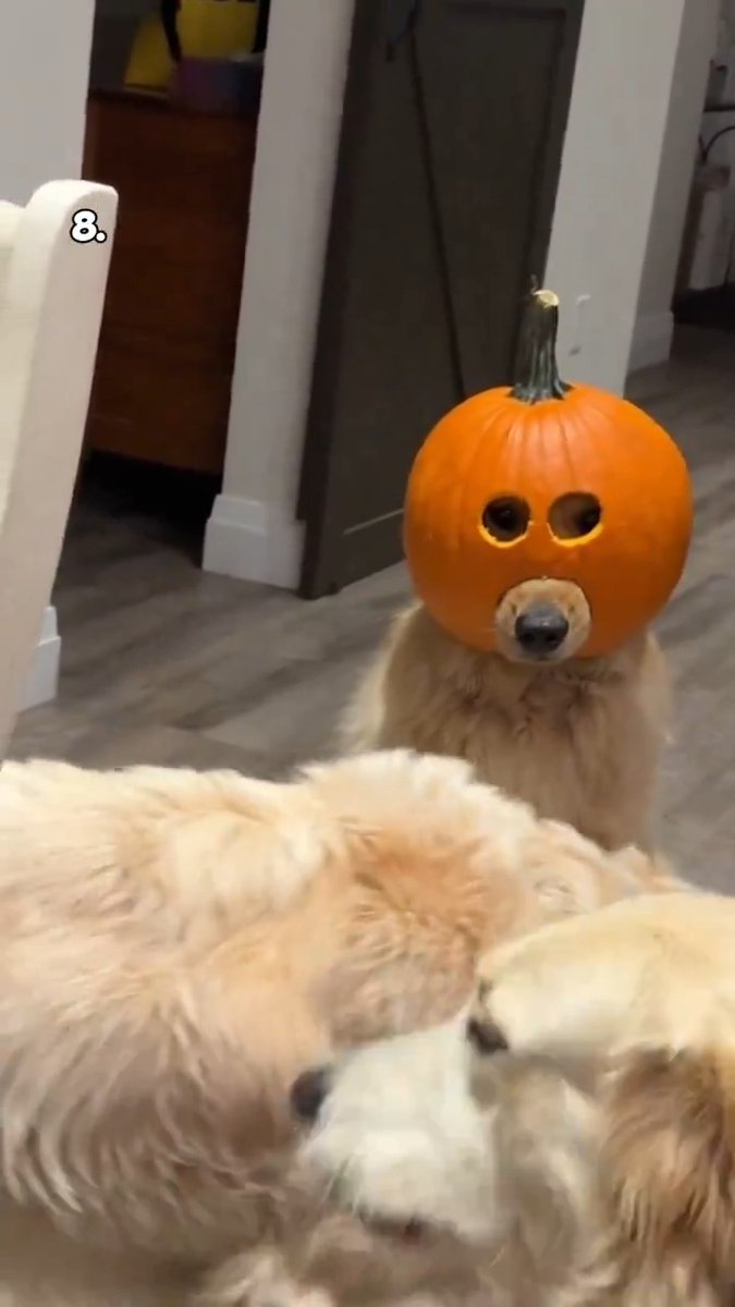 Here are the Top 10 Dogs of the week!