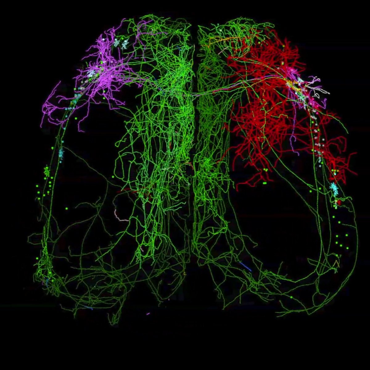 Brain-wide neuron tracing reveals that the mysterious mouse claustrum is highly connected to the rest of the brain. In this extreme example, several neurons wrap their axons entirely around the cortex, forming a crown-like structure. 👑 More: #SciShots