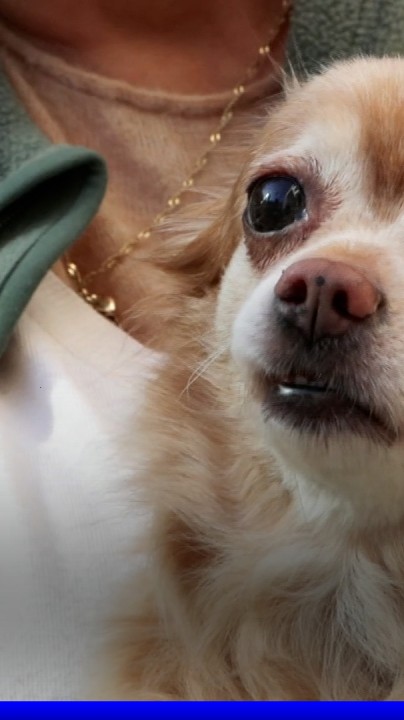🐕 La France pourrait-elle taxer les propriétaires de chiens?