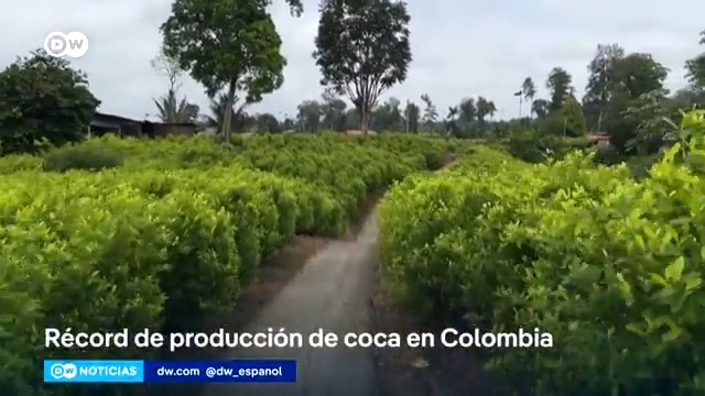 Nuevo récord de producción de #cocaína en #Colombia La producción de cocaína en Colombia se disparó un 53% en 2023 hasta alcanzar las 2.600 toneladas, un nuevo máximo histórico en el mayor productor mundial de esta droga, según la ONU. /ab