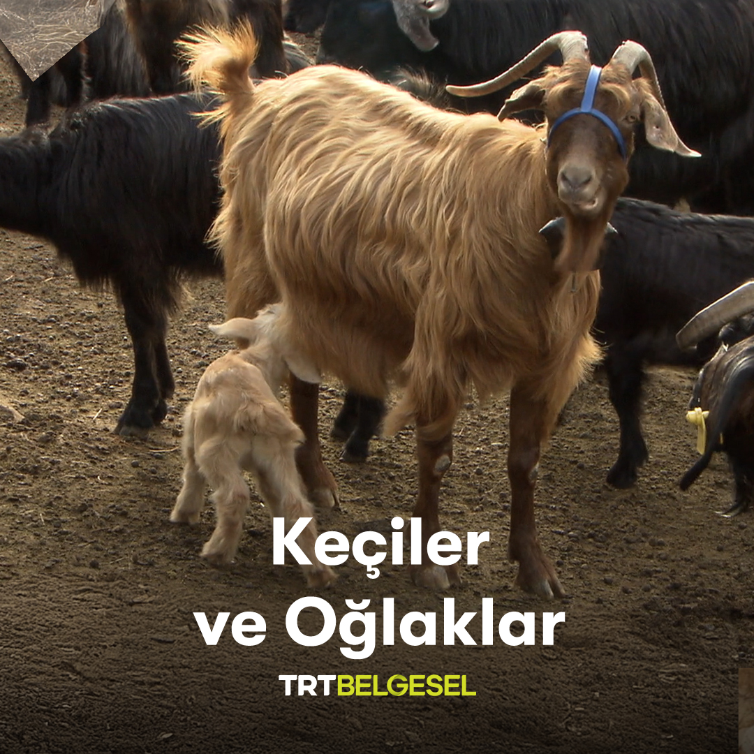 Beşparmak Dağı’nın yamacında hayvancılık yapan yerli halktan, keçiler ve oğlakların yaşamlarını dinliyoruz. 🐐 “Dağ Gibi”, 17.15’te TRT Belgesel’de.