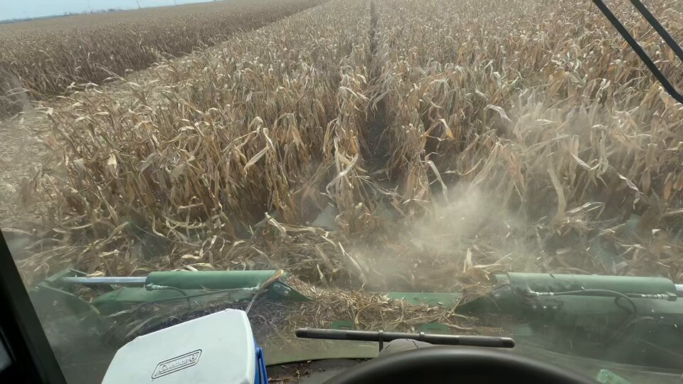 Need some advice from the dry corn ppl .. I’ve never harvested corn this dry and trashy.. also never in 70°+ heat with low humidity.. coupke varieties just Beaver hut on the header and plug.. how do I get this wax paper confetti and 4’ stalk tops to feed?.. reel?