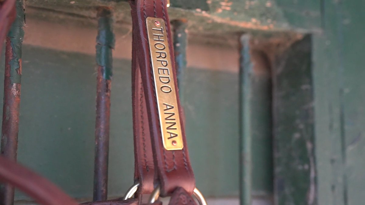 Watch to learn more about this special #BC24 contender, Thorpedo Anna!🐎✨