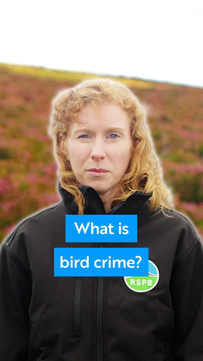 Year on year, our birds of prey are being illegally killed—shot, poisoned, and trapped. Watch our video to learn why, despite legal protections, bird crime persists. 👇 Our 2023 Birdcrime Report, out today, reveals the full picture—and what must be done: