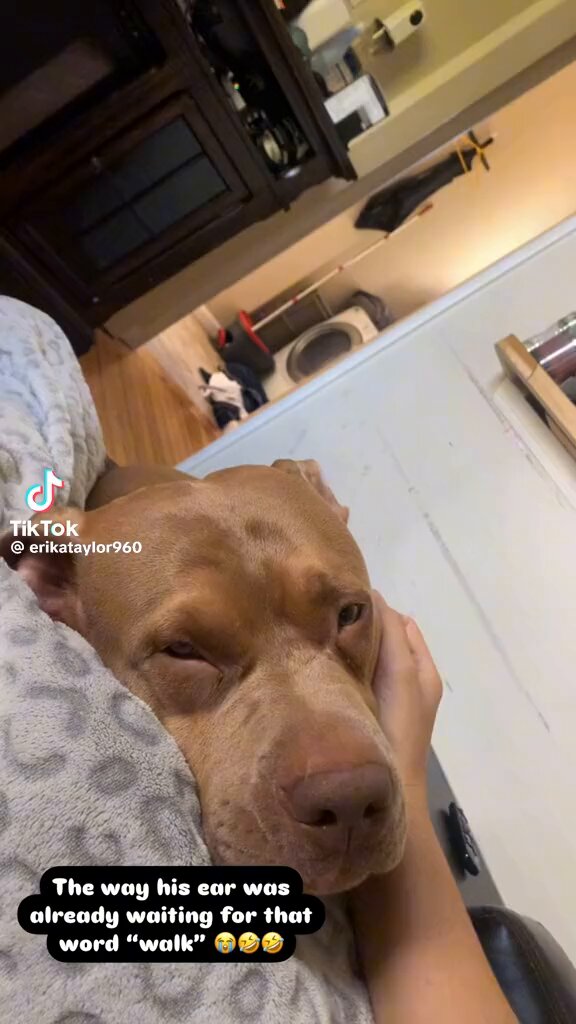 This is Koda. He may not be ready to rise to the occasion. But his ears are. 13/10