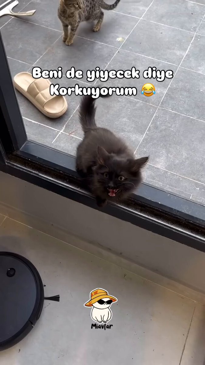 Mama verileceği zaman çığlık çığlığa kalan kedi