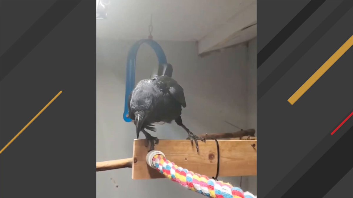 Here's what happens when a crow grows up with chickens.