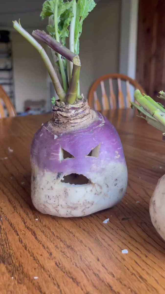 Did you know that in Scotland turnips were traditionally carved before pumpkins became popular? 🎃 original video📷IG/buzzedblooms #Samhain #TurnipCarving #PumpkinCarving #Halloween