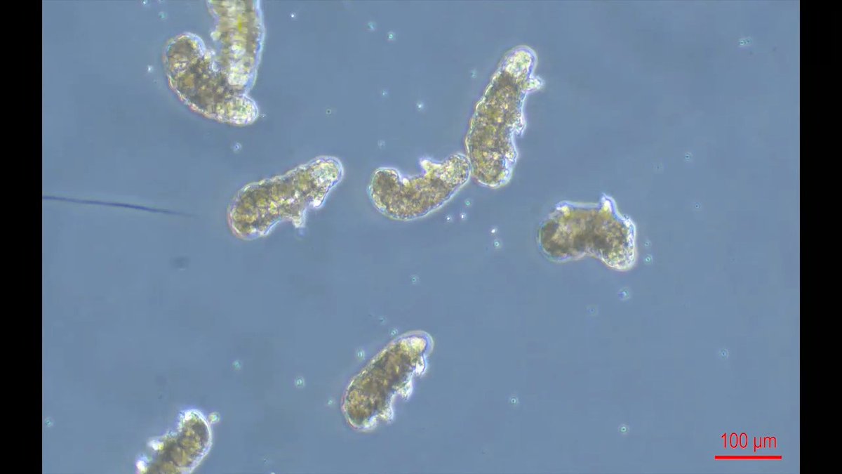Tardigrades are small invertebrates renowned for their resistance to harsh environmental conditions, including ionizing radiation that would kill many organisms. By studying a newly identified species of tardigrade, researchers in Science have gleaned valuable insights into the animal’s ability to withstand radiation.