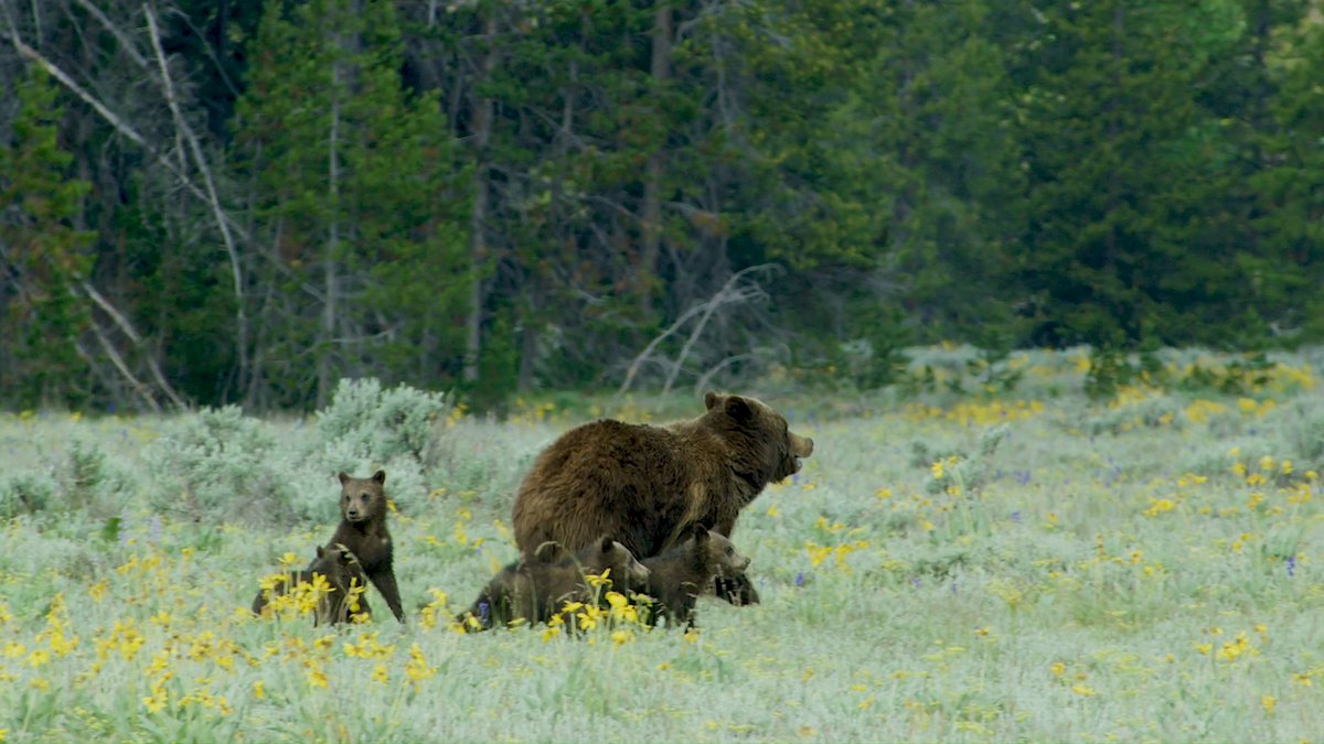RIP Grizzly 399 💔 Queen of the Tetons 👑 #jacksonhole