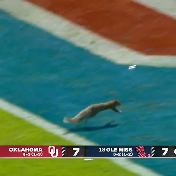 Upon further examination, it appears the Ole Miss squirrel was faking an injury before he scored a touchdown