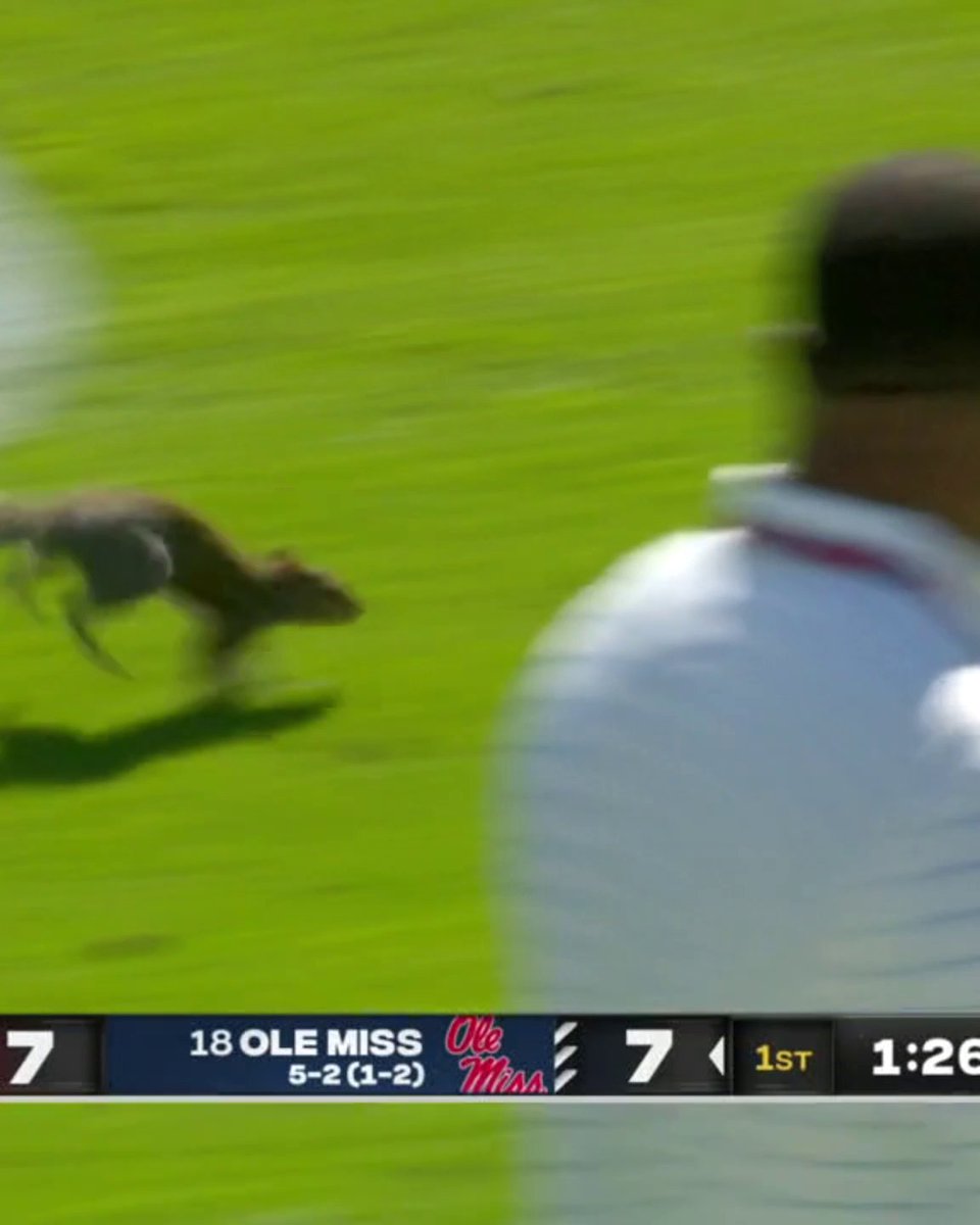 CROWD GOES WILD AS SQUIRREL BREAKS FREE FOR THE TOUCHDOWN 🤣🔥 (via SEC Network)