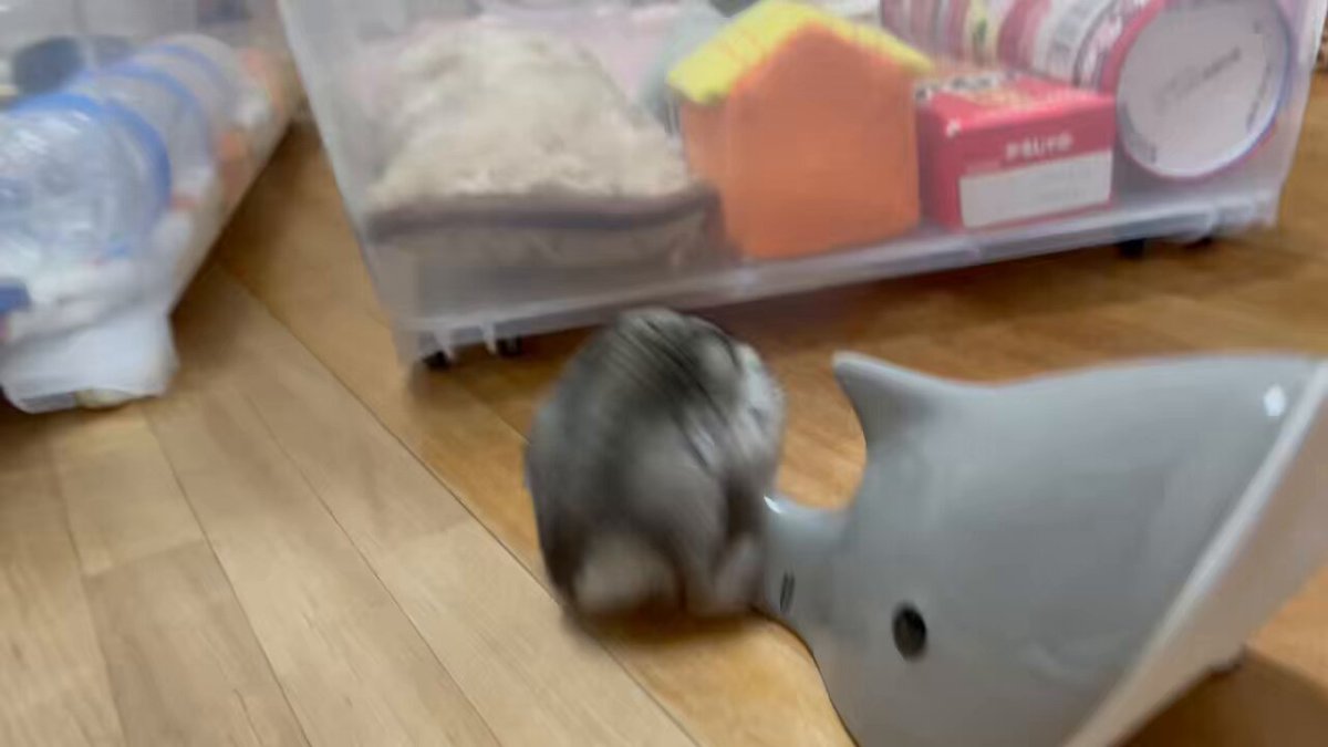 今日は朝からイライラする事があったから、ボスちゃん見て気持ち切り替えよう🥺 #ハムスター #ボス #サメさんタイム