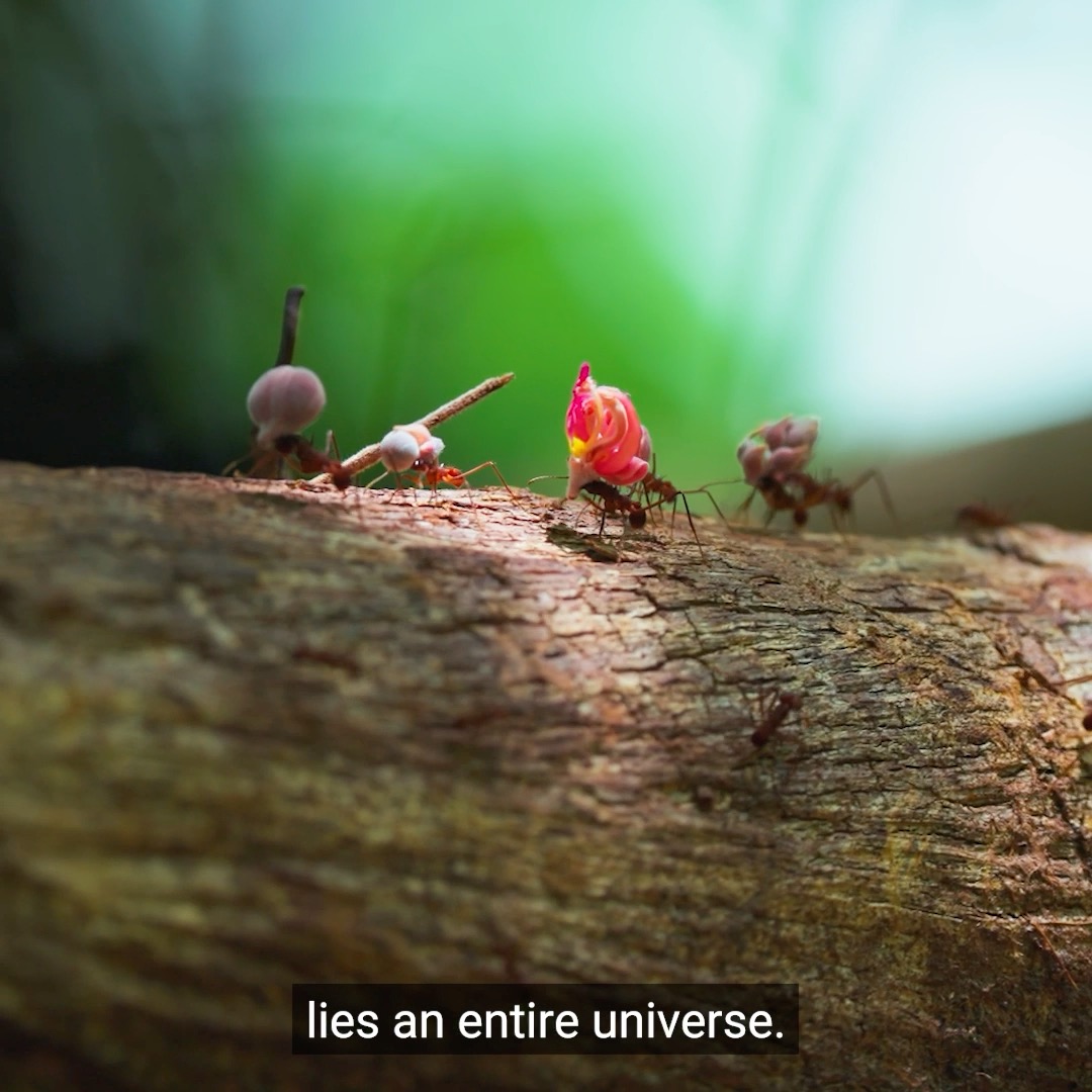 We often overlook the life beneath our feet. But tiny animals like dung beetles keep soil healthy and our food systems strong. 🌱 As #COP16Colombia begins, let's push leaders to #ActForOurPlanet and protect the life which sustains us. 🌍 #NaturesTechnicians