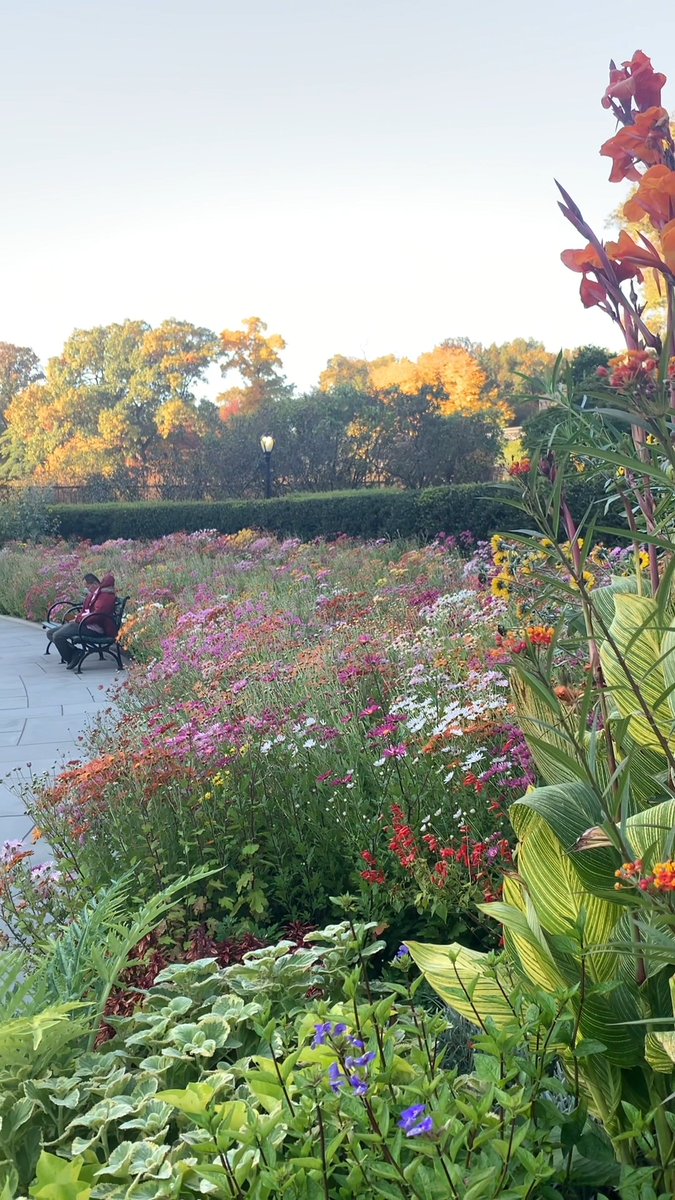 🚨 Central Park Bloom Alert: the Korean chrysanthemums are in full bloom in Conservatory Garden’s north garden! This is the first autumn bloom after the garden’s restoration, and the views are better than ever. 📍 East side of Central Park at 106th Street