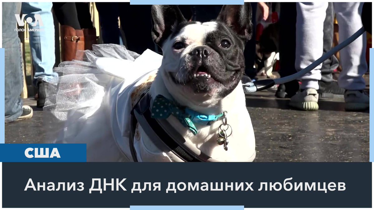 Тестирование ДНК, популярное сегодня и позволяющее выявить риски генетических заболеваний у людей, теперь доступно и для собак. Такой тест разработали ученые Калифорнийского университета в Лос-Анджелесе. Детали – в репортаже