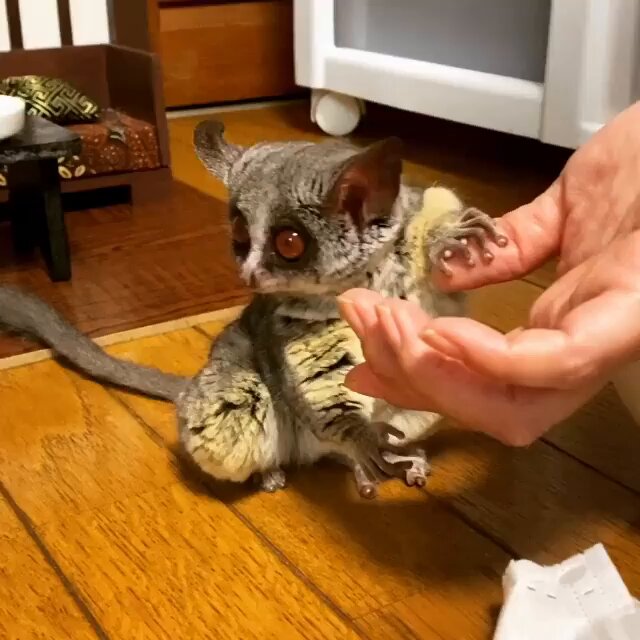 So adorable ♥️♥️ a bush baby owl. Owls are small mammals, belonging to the owl family, often living in the tropical forests of Africa. They have large, round eyes, characteristic and the ability to jump very high. Some outstanding features of owls: * Big eyes: Help owls have very good vision at night. * Big ears: Help owls hear very sensitively to hunt. * Long fingers: Help owls cling to tree branches when moving. * Long jumping ability: Owls can jump many times longer than their body length.