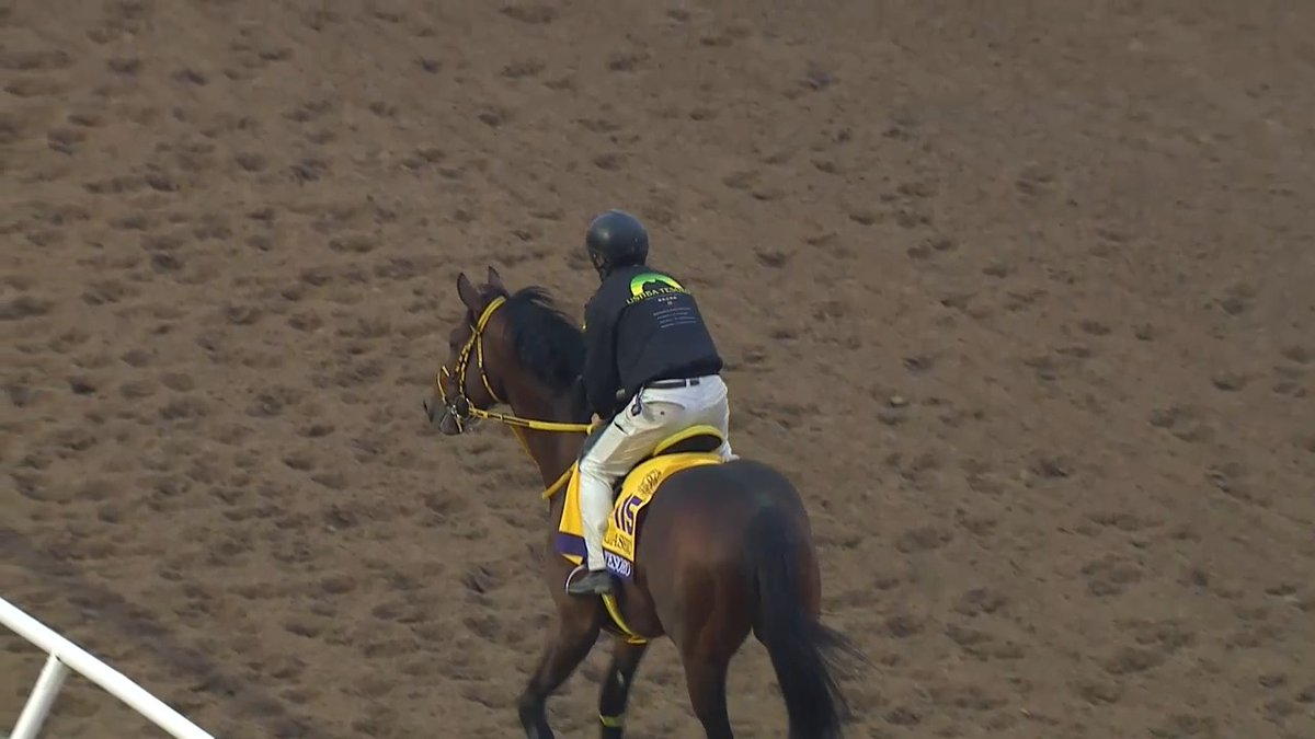 USHBA TESORO ウシュバテソーロ propped and lost the rider this morning, but all is well now as the Japanese contender went on to jog comfortably. Simon Bray explains what got stuck in this scary incident.